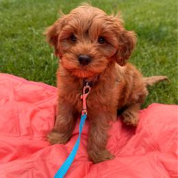 Nemo - Red male Cavapoo puppy in Toms River, New Jersey from CavaloveNJ