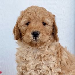 Goldendoodles from Betty's Goldendoodles