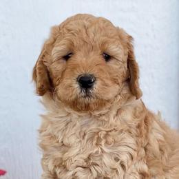 Goldendoodles from Betty's Goldendoodles