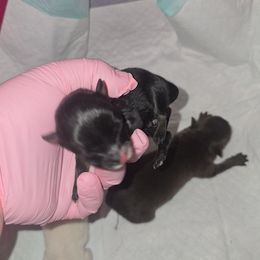 Boy 1 - Black male Pomeranian puppy in Angleton, Texas from Pomeranian Palace, LLC
