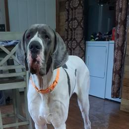 Wolverine - Great Dane