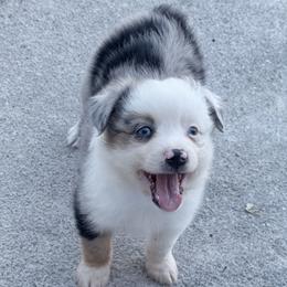 Dutton - Blue merle male Miniature Australian Shepherd puppy in Signal Mountain, Tennessee from D & D Miniature and Toy Australian Sheppards