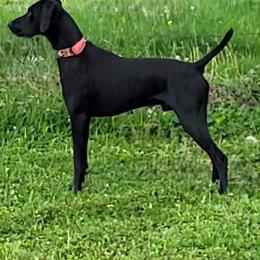 German Shorthaired Pointer Puppies from H LAVA C Pointers