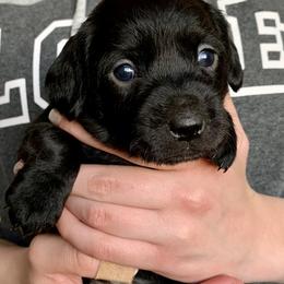 Aussiedoodle and Leopardoodle Puppies from A Puppy Crush