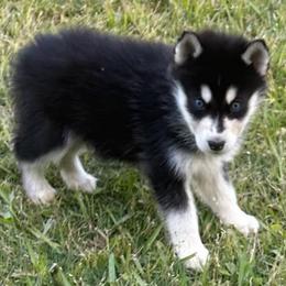 Batista - Black and white male Siberian Husky puppy in Summerville, South Carolina from Carolina Husky Lodge