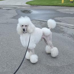 Adonis - Poodle