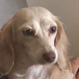 Maple - Dachshund