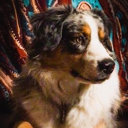 Yasameen - Australian Shepherd