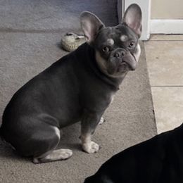 French Bulldogs from Kezia's French Bulldogs