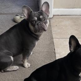 French Bulldogs from Kezia's French Bulldogs