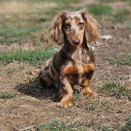 Ivy - Dachshund