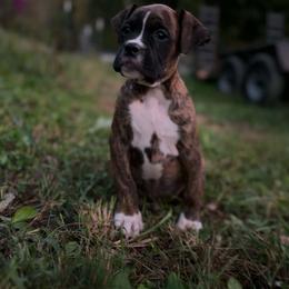 Boy 2 - Brindle male Boxer puppy in Prestonsburg, Kentucky from Bre’s Boxers