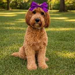 Lainey - Goldendoodle