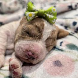 Trinity - Blenheim female Cavapoo puppy in Truckee, California from Heavenly Goldendoodles