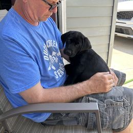 Labrador Retriever Puppies from Hunter’s Moon Retrievers