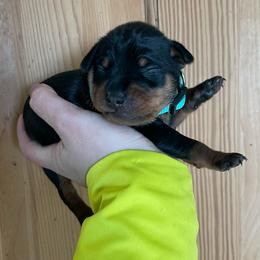 Porter - Black and rust male Miniature Pinscher puppy in Lancaster, Missouri from White Stone Ranch