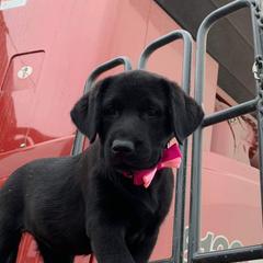 Labrador Retriever Puppies from Kempkers kennels