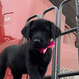 Labrador Retriever Puppies from Kempkers kennels