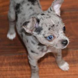 Chihuahua and Chinese Crested Puppies from Western Kentucky Chihuahua’s and Chinese Crested’s