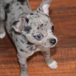 Chihuahua and Chinese Crested Puppies from Western Kentucky Chihuahua’s and Chinese Crested’s