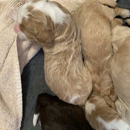 Bernedoodle Puppies from TJ SA Bernedoodles