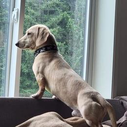 Remy - Cream male Dachshund puppy in Woodland, Washington from SJs Dachshunds