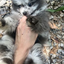 Pomeranian Puppies from Bama Pom Squad
