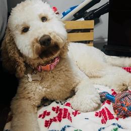 Paisley - Australian Labradoodle