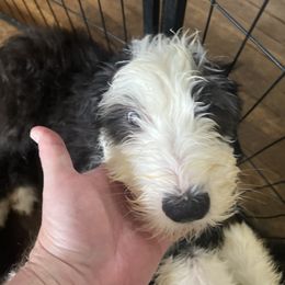 Bandit - Gray and white male Old English Sheepdog puppy in Erie, Pennsylvania from Karl Kennels