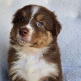 Girl 6 - Red tri-color female Australian Shepherd puppy in Silsbee, Texas from Work 'n' Ranch Aussies LLC