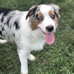 Australian Shepherd All Grown Up from Raven Creek Farms