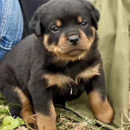 Pinkie - Black and mahogany female Rottweiler puppy in Bowling Green, Kentucky from Vom Bruderhof Rottweilers