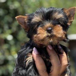 Yorkshire Terriers from Golden Heart