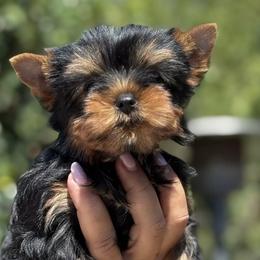 Yorkshire Terriers from Golden Heart