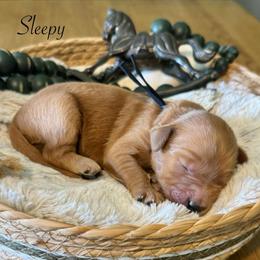 Sleepy- Black - Apricot male Goldendoodle puppy in Bay City, Texas from Charming Doods Goldendoodles
