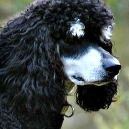 Poodles from Celtic Heart Poodles