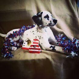 Dalmatian Puppies from Mid-Michigan Dalmatians
