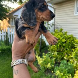 Zues JR. - Dapple male Dachshund puppy in Boston, Massachusetts from London’s puppies