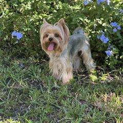Sunny - Yorkshire Terrier
