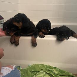 Rottweiler Puppies from GrowlHausRotts
