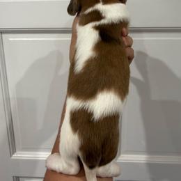 Blitzen - Chocolate male Dachshund puppy in Fort Myers, Florida from Lady Margery’s Dachshunds