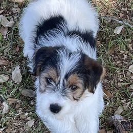 Russell Terriers from Cactus Jack Russells