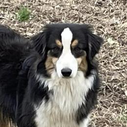 Savannah - Miniature American Shepherd