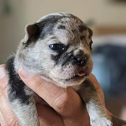 Wendy - Blue tri-color female Bulldog puppy in Seneca, South Carolina from Burrell’s Bulldog Kingdom
