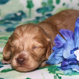 Seamus - Red male Dachshund puppy in Corbin, Kentucky from White River Valley Kennel