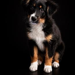 Waffle - Black tri male Miniature American Shepherd puppy in Elmwood Park, Illinois from Goldens&MiniAussiesWithFinesse