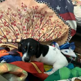 Pretty girl - Dapple female Dachshund puppy in Vineland, New Jersey from Corgis at the Jersey Shore/Frenchie Connection