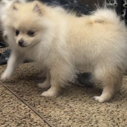 Bubs - Cream male Pomeranian puppy in Harrisonville, Missouri from Cindy's Pomeranians