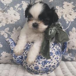 Tinkerbell - Brindle and white female Shih Tzu puppy in Jasper, Georgia from Tiny Bubbles Shih Tzus