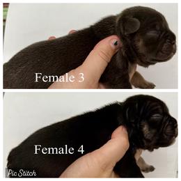 Girl 3 - Blue fawn female French Bulldog puppy in Zionsville, Indiana from Midwest Bulldogs